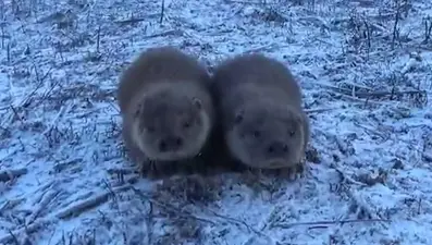 Yavru su samurları: Ortaya renkli görüntüler çıktı