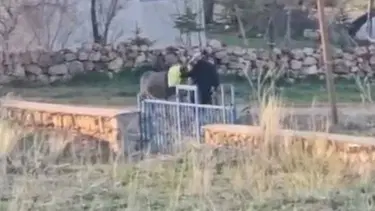 Sopayla dövülen eşek öldü