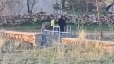 Sopayla dövülen eşek öldü