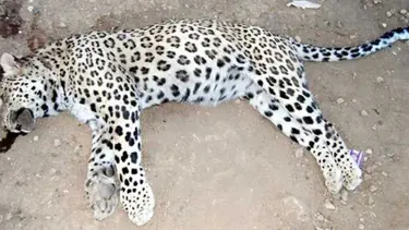 Leopar daha önce de ayağından vurulmuş
