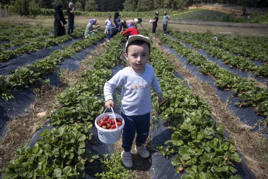 Marketten almak yerine tarladan topluyorlar | Hafta sonu ailelerakın ediyor: “Bu aromayı Türkiye'nin başka yerinde bulma şansınız yok” 2 Marketten almak yerine tarladan topluyorlar | Hafta sonu ailelerakın ediyor: “Bu aromayı Türkiye'nin başka yerinde bulma şansınız yok” 2