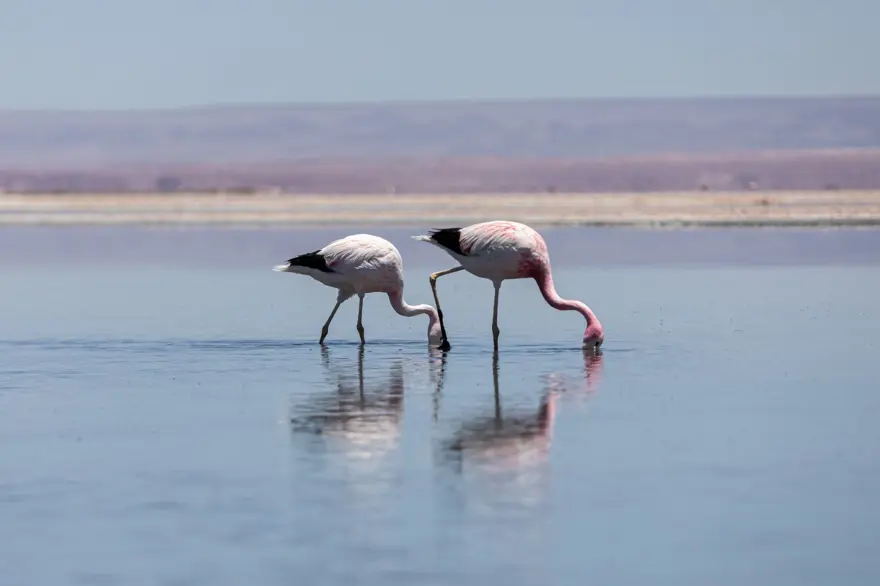 İnsan faaliyetlerinin son kurbanları: Sayıları hızla azalıyor 24 İnsan faaliyetlerinin son kurbanları: Sayıları hızla azalıyor 24
