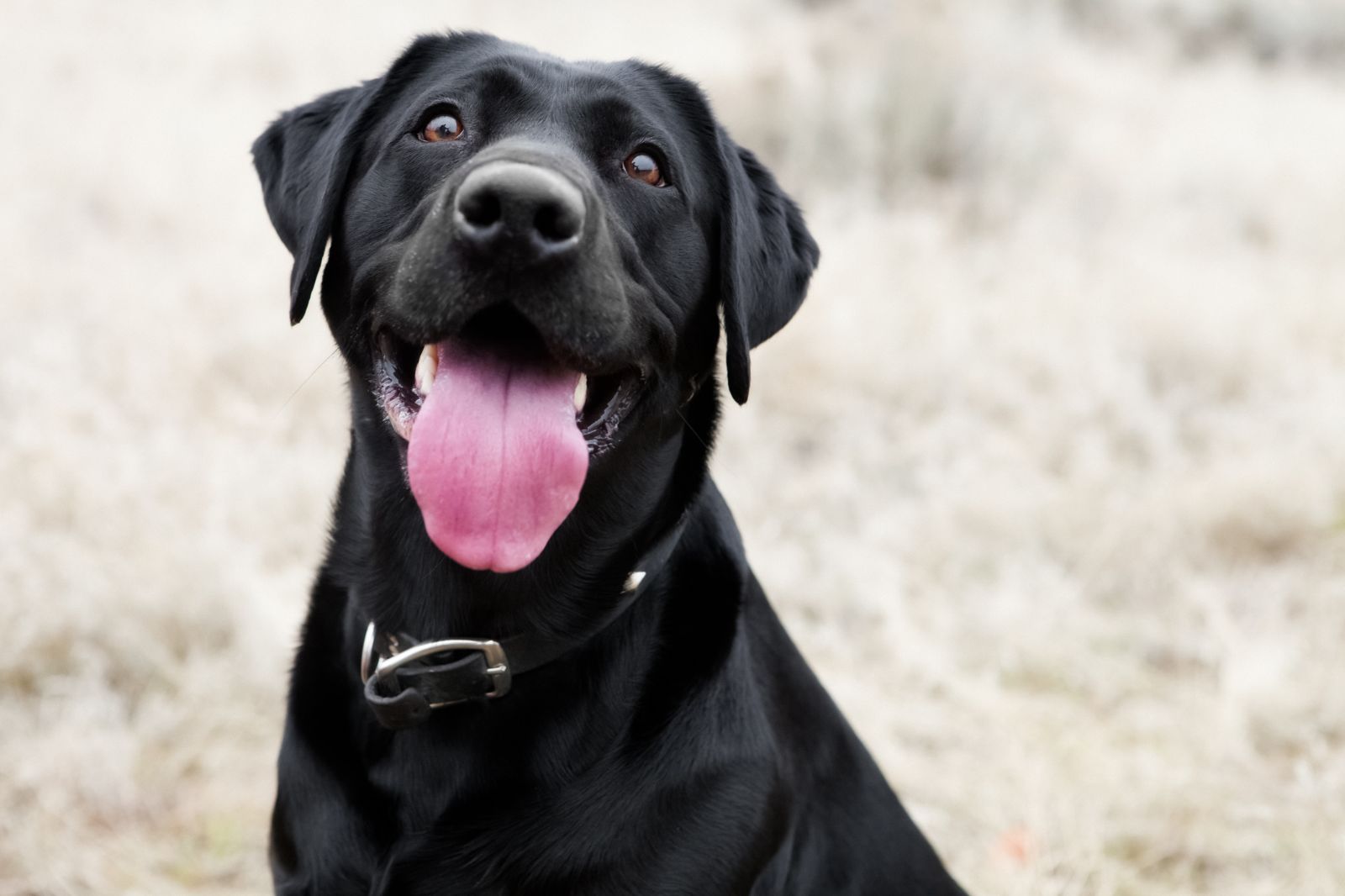 Rüyada siyah köpek görmek ne anlama gelir? Rüyada siyah köpek ısırması ne anlama gelir?