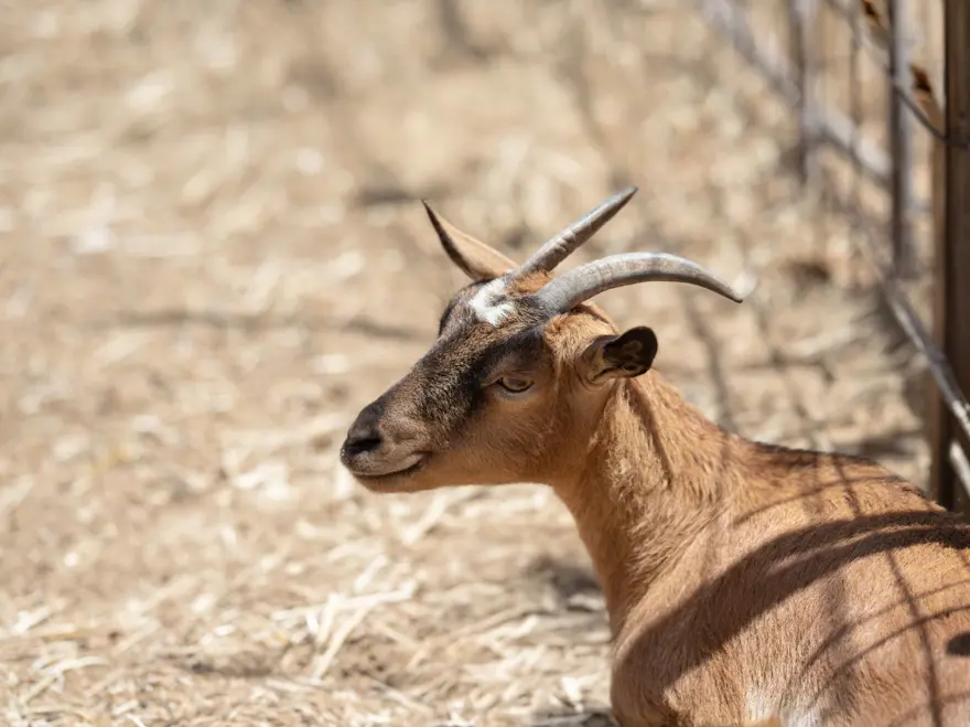 Keçiler ve köpekler depremi öncedentahmin edebilir mi? Bilim insanları yeni çalışmayı duyurdu Keçiler ve köpekler depremi öncedentahmin edebilir mi? Bilim insanları yeni çalışmayı duyurdu