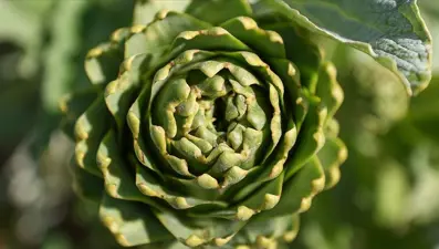 Urla Enginar Festivali ne zaman? (Urla Enginar Festivali tarihleri)