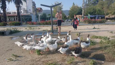 Şartlı tahliye edilen kazlar tatilcilerin ilgi odağı oldu