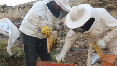 Temeke Yaylası'nın eteklerinde sağım başladı: Coğrafi işaret alan ilk ürün