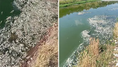 Karasu Çayı'ndaki balık ölümlerine inceleme