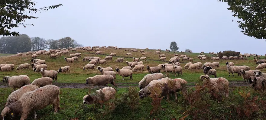 2 yıl önce eşini kaybetti: Oğluyla birlikte çobanlık yapmaya başladı 4 2 yıl önce eşini kaybetti: Oğluyla birlikte çobanlık yapmaya başladı 4