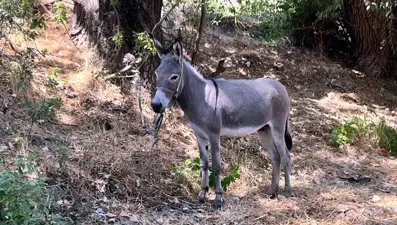 Edirne’de otogarın maskotu ‘Kadife’, sahibine kavuştu