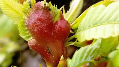 İstilacı gal arısıyla mücadele: 2 bin 500 faydalı böcek doğaya salındı