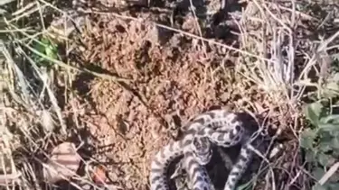 Mantar ararken karşılaştı: Dünyanın en zehirlisi