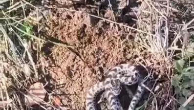 Mantar ararken karşılaştı: Dünyanın en zehirlisi