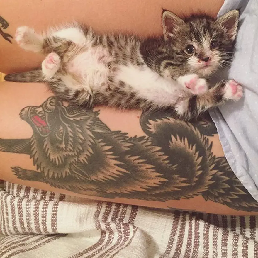 Hayatını kedileri kurtarmaya adadı 303