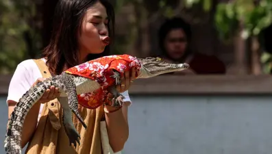 Tayland'da Timsah Çiftliği 3 yıl sonra yeniden açıldı​​​​​​​