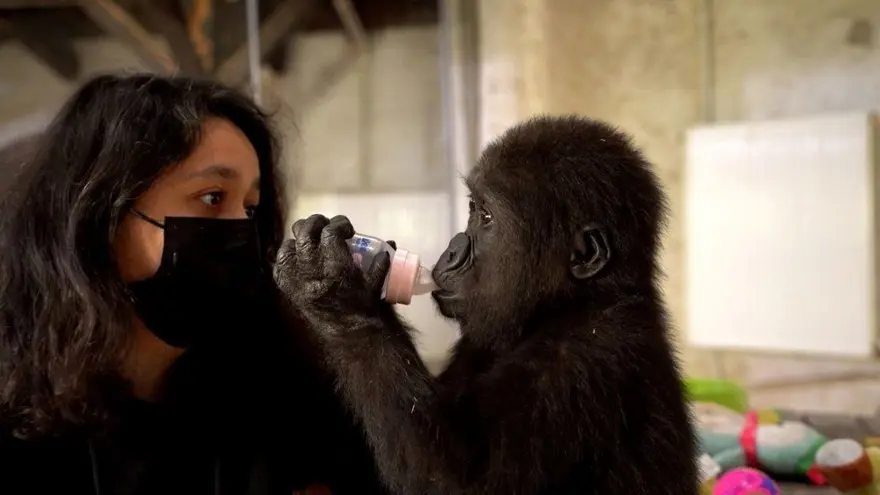 Yavru gorilin adı neolacak? Bakanlık anket başlattı: Dört seçenek var 2