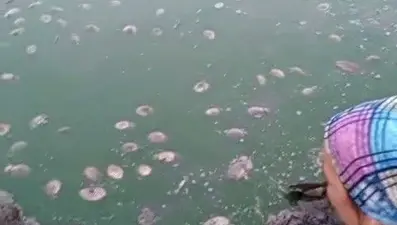 Gölette oksijen azaldı: Balık ölümleri yaşandı