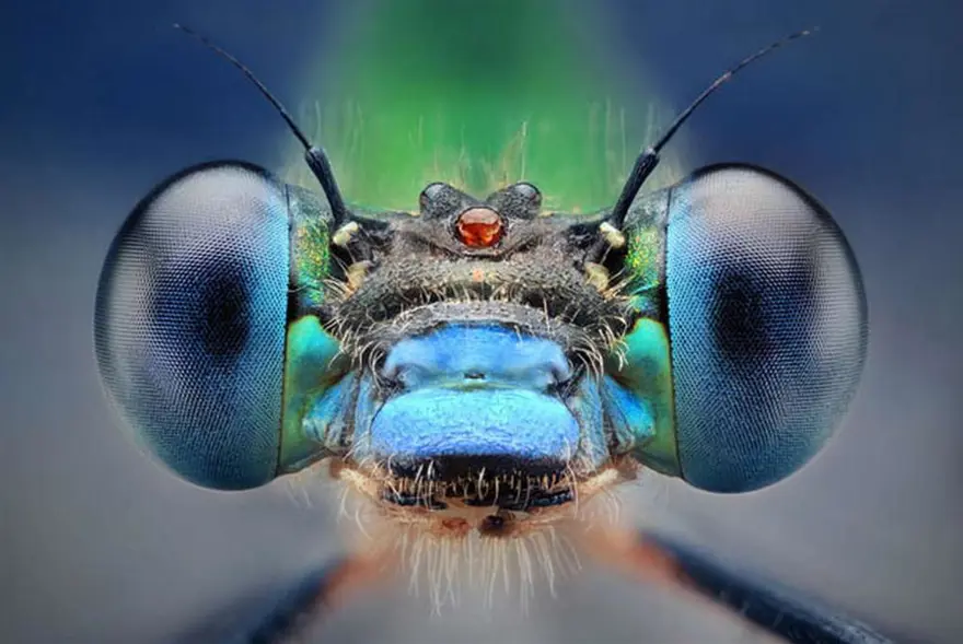 Bu kadar yakından görmediniz 4