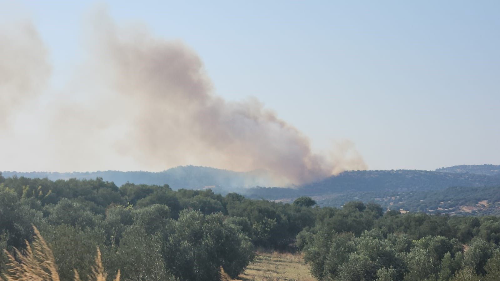 Çanakkale, Uşak, Antalya ve İzmir'de  orman yangını