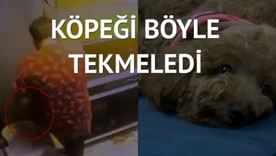 Tıraş sırası bekleyen köpeğe şiddet kamerada