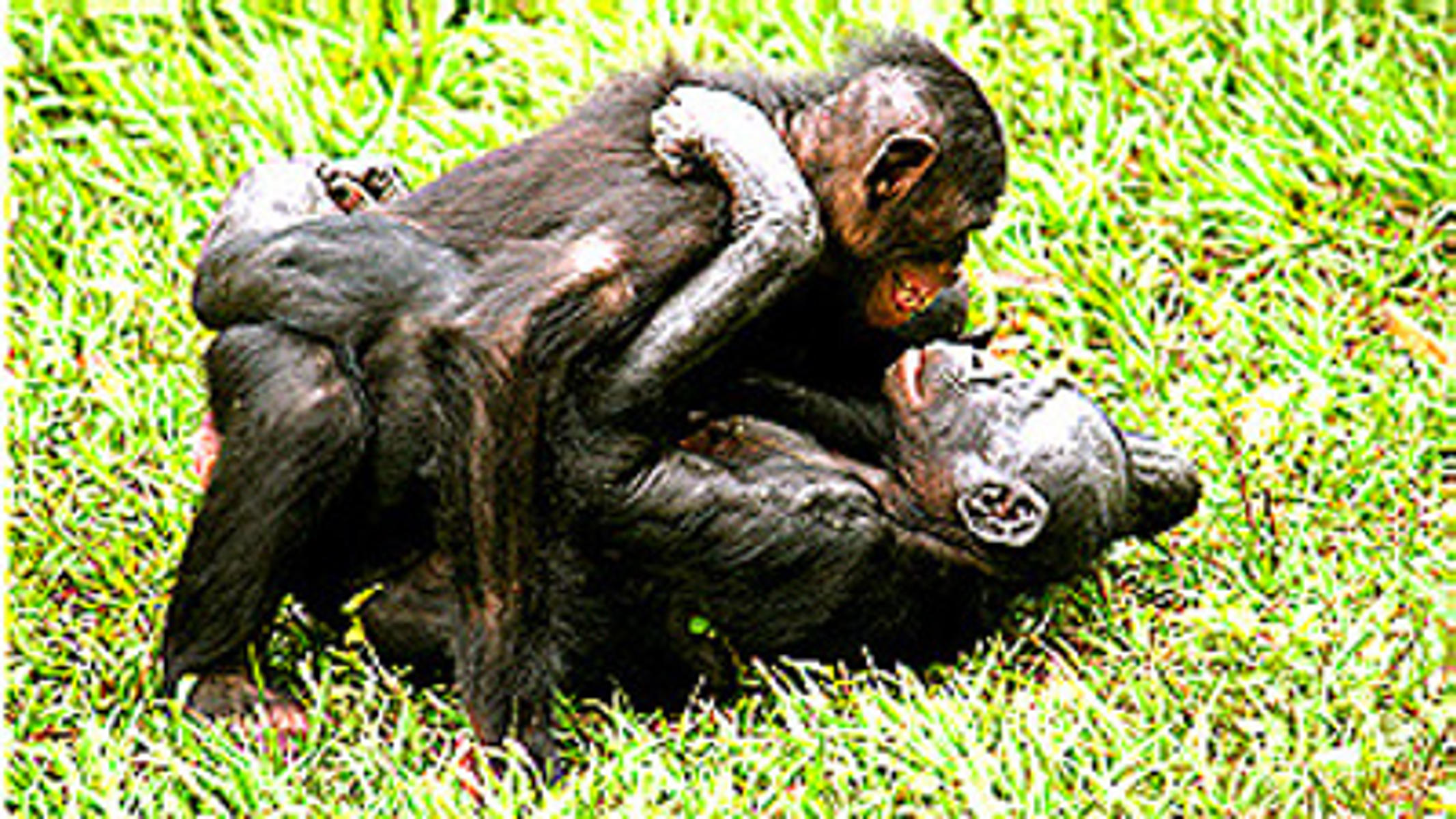 Katta lesbiyan dumbalari Katta lesbiyan dumbalari