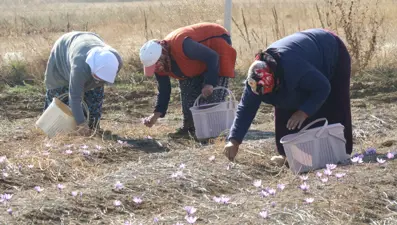 Kilosu 250 bin liradan başlıyor! Kanserden kalp hastalıklarına kadar derman olmadığı dert yok: Köylüler tek tek elleriyle topluyor