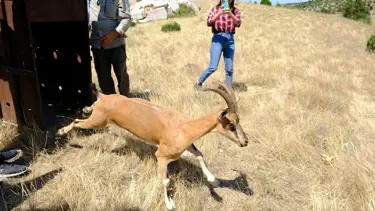 Kazankaya Kanyonu'na 5 dağ keçisi bırakıldı