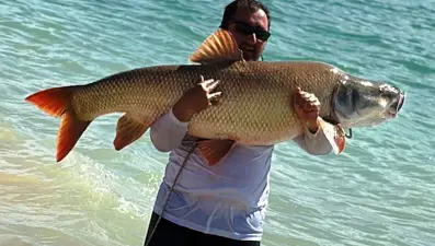 Elazığ'da amatör balıkçılar yakaladı! Tam 39 kilo, 1,5 metre boyunda