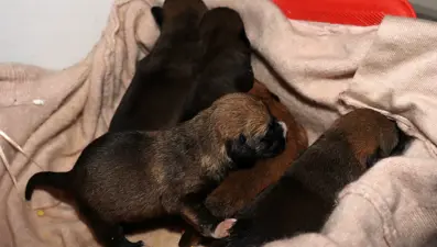 Temizlik işçileri çöp konteynerinde 5 yavru köpek buldu