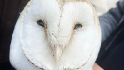 Yaralı halde bulunan peçeli baykuş sağlığına kavuştu