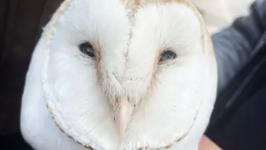 Yaralı halde bulunan peçeli baykuş sağlığına kavuştu