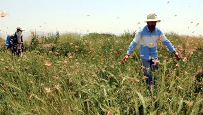 Yüksekova'da tarım arazilerinde çekirge istilası