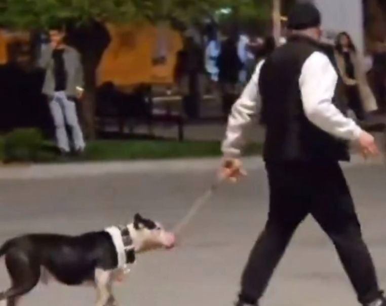 Ağızlıksız pitbullu başka köpeklerin üzerine saldı: Sahibine para cezası