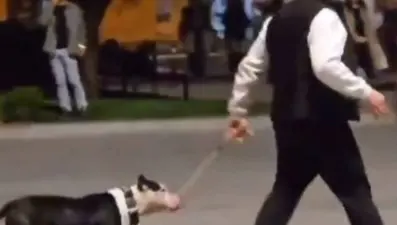 Ağızlıksız pitbullu başka köpeklerin üzerine saldı: Sahibine para cezası