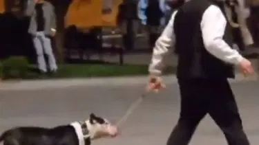Ağızlıksız pitbullu başka köpeklerin üzerine saldı: Sahibine para cezası