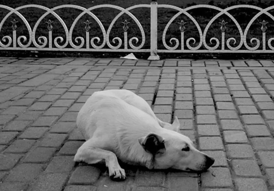 Sosyal medya gündeminde 4 Nisan Dünya Sokak Hayvanları Günü var: Dünya Sokak Hayvanları Günü mesajları 2