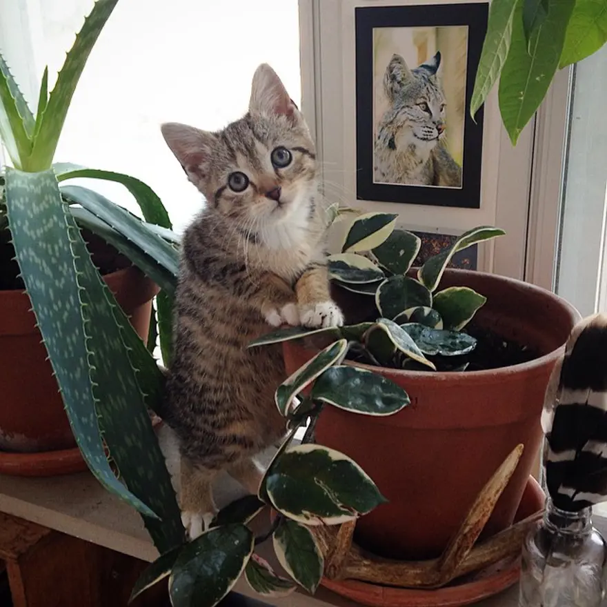 Hayatını kedileri kurtarmaya adadı 120