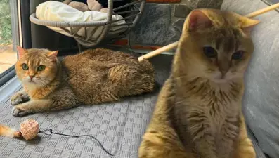 Artas'ın hastalığı takıntı çıktı! Antidepresana başladı