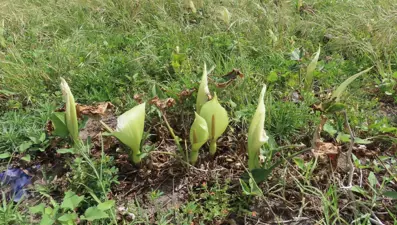 Dünyada 30, Türkiye'de 13 türü bulunuyor: "Tirşik" risk altında