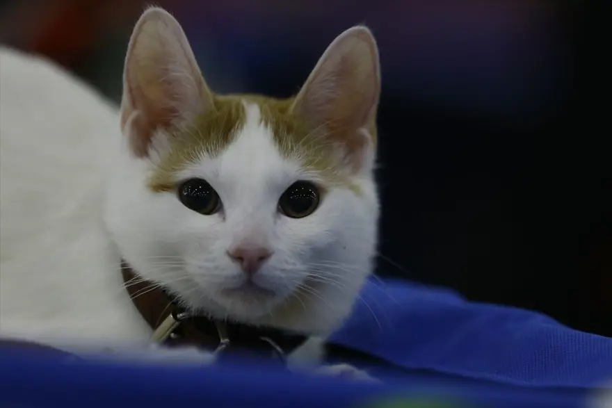 Kedi fuarından renkli fotoğraflar (Catsburg) 27