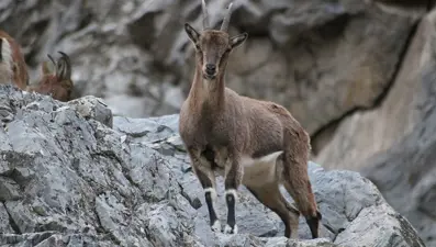 Koruma altındaki dağ keçisini avlayıp sucuk yapmış