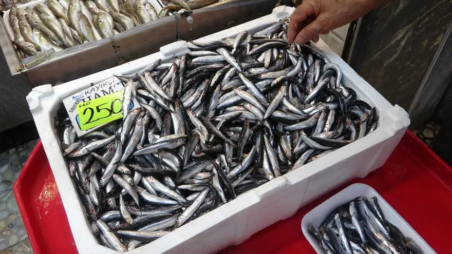 'ŞU AN MÜSİLAJI HİÇBİR YERDE GÖZLEMLEMİYORUZ' 4