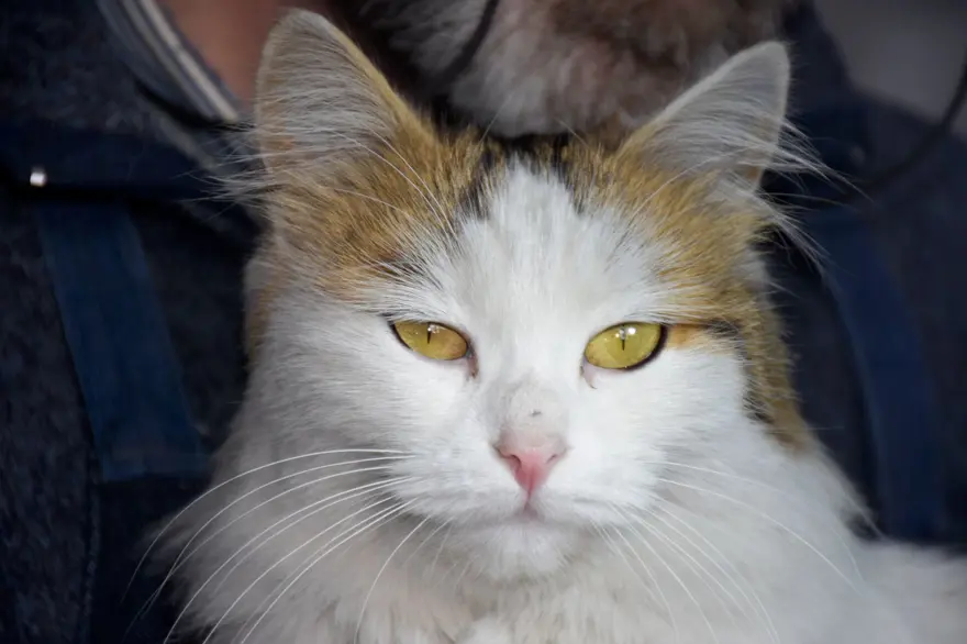 "Süslü Badegül" esnafın maskotu oldu: "Artık evi burası oldu" 5