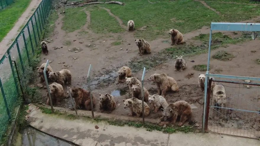 Türkiye'nin tek ayı barınağı Ovakorusu'nun maskotu oldular 38