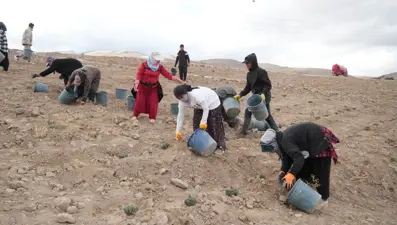 45 dekarlık alana 35 bin adet dikildi: Yeni bir gelir kapısı açacak