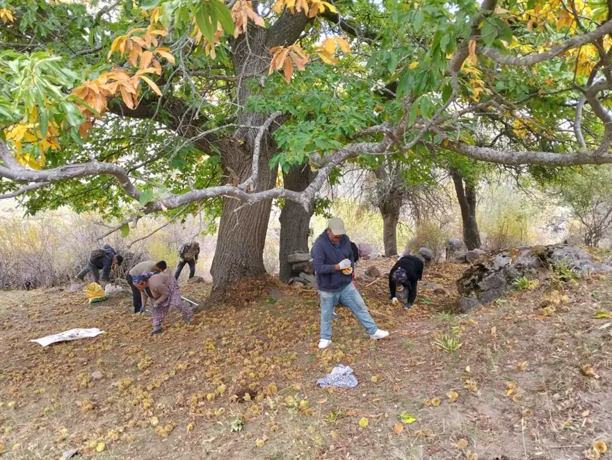 Yılın ilk mahsulü toplandı: Sezon bereketli geçti 2 Yılın ilk mahsulü toplandı: Sezon bereketli geçti 2