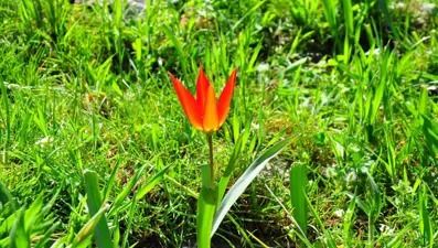 Yılda sadece 10 günyaşıyor, koparmanın cezası 387 bin lira