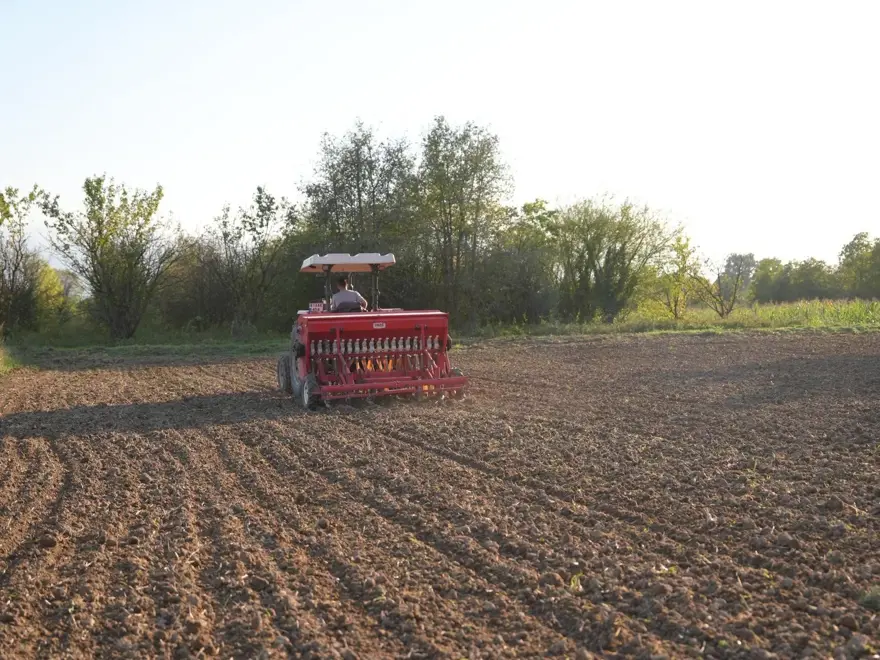 En eski buğday türlerinden biri: Artık Düzce topraklarında yetişecek 4 En eski buğday türlerinden biri: Artık Düzce topraklarında yetişecek 4