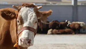 Şarbon hastalığı nedir, belirtileri nelerdir? Şarbon nasıl bulaşır?