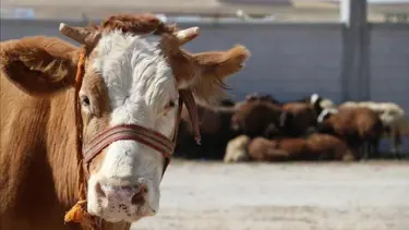 Kars'ta şarbon şüphesi
